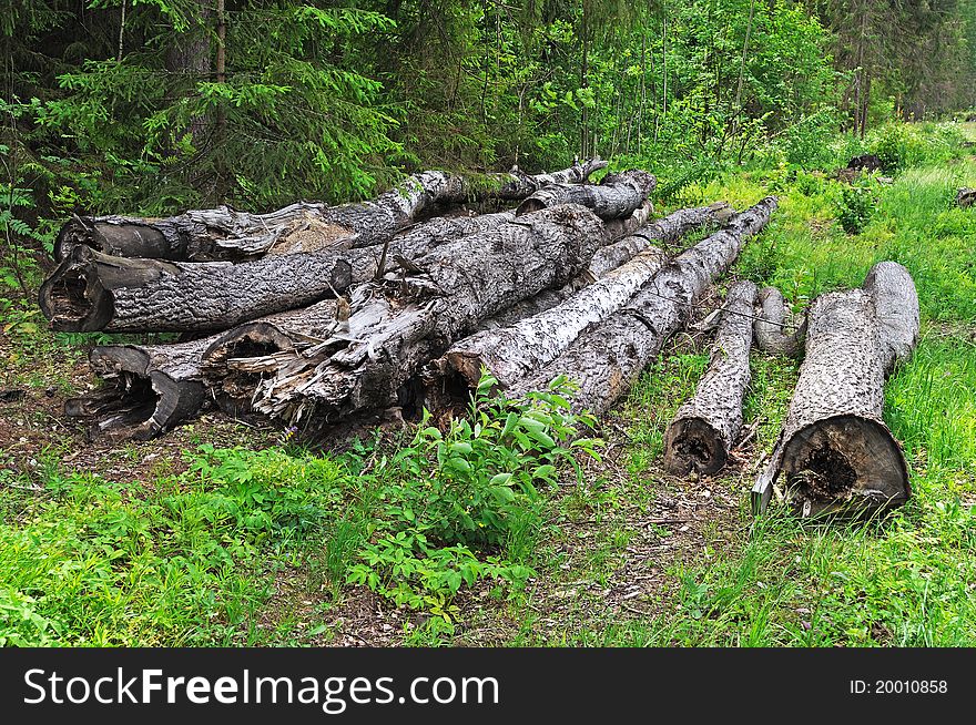 Pile of old logs on the glade of coniferous forest. Pile of old logs on the glade of coniferous forest