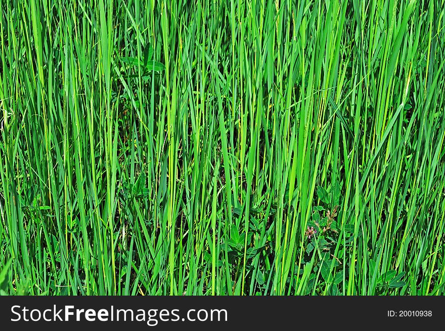 Close up of green grass background on the meadow