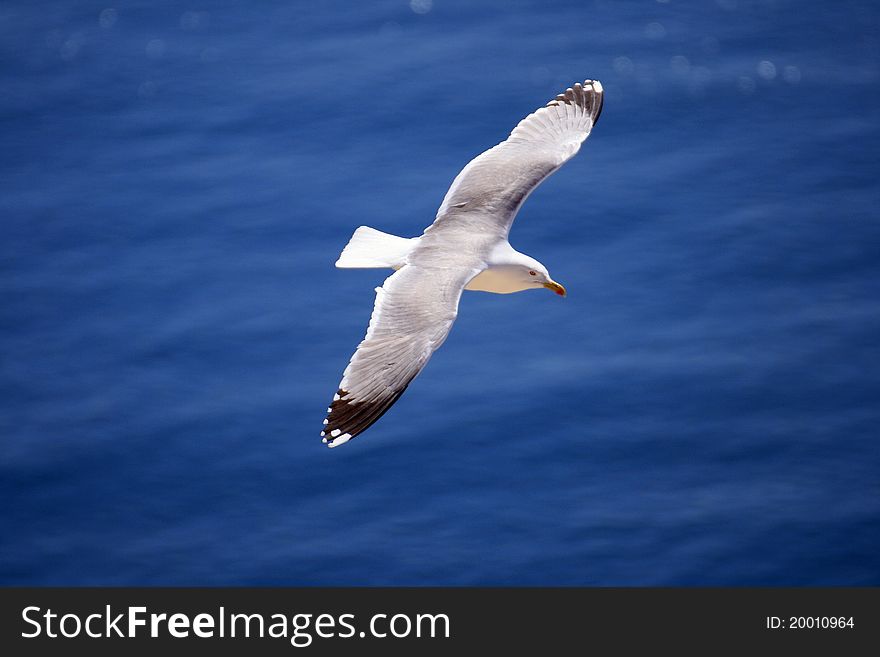 Seagul fliying over the Mediterranean