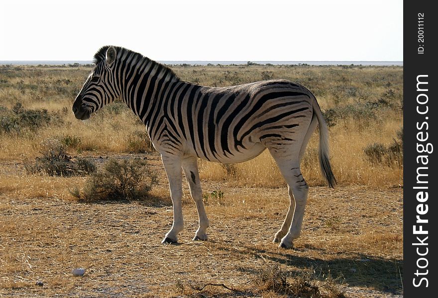 A lone zebra near the salt pan in Etosha Park, Namibia. A lone zebra near the salt pan in Etosha Park, Namibia.