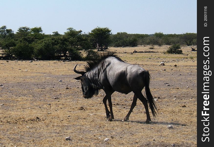 A black wildebeest near a salt pan in Etosha Park, Namibia. A black wildebeest near a salt pan in Etosha Park, Namibia.