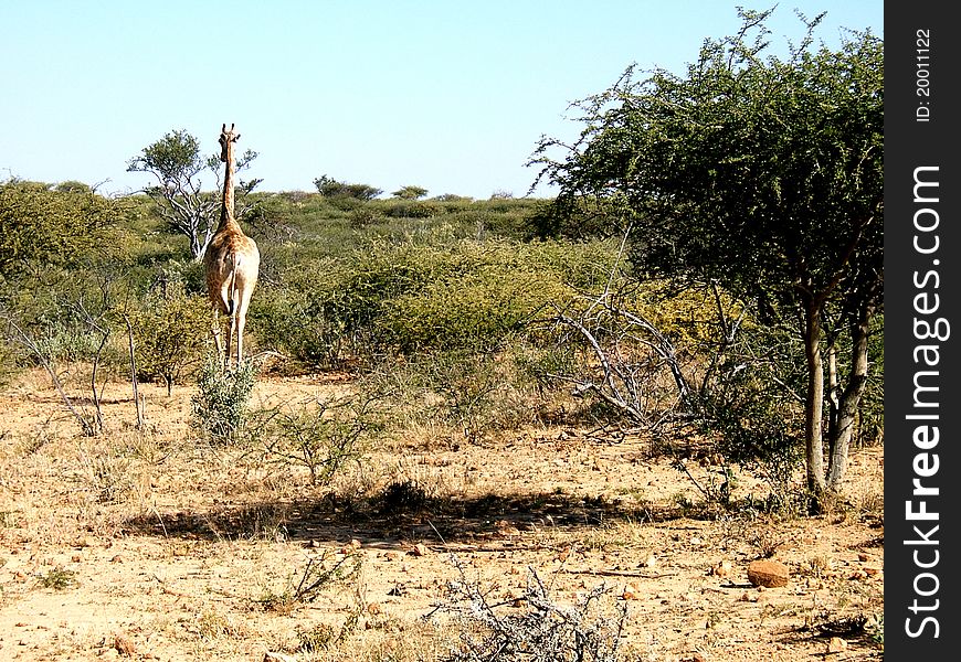 Kalahari Giraffe 1