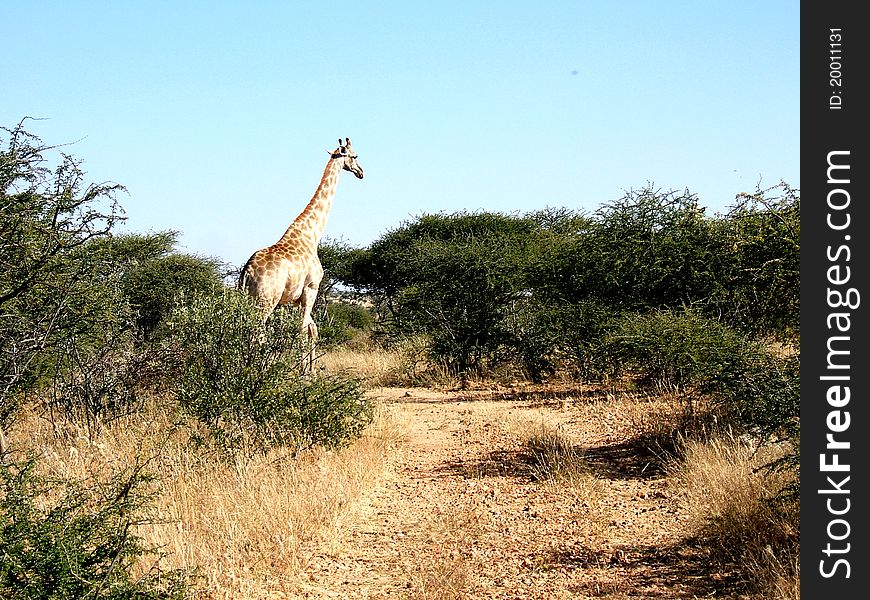 A giraffe in the Kalahari Desert of Namibia. A giraffe in the Kalahari Desert of Namibia.