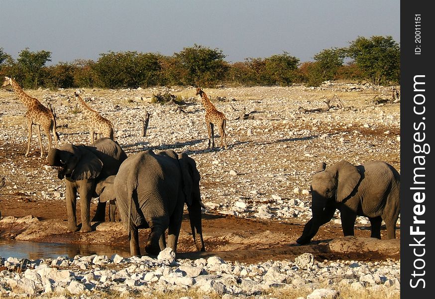 Elephants and giraffes share a water hole in Etosha Park, Namibia. Elephants and giraffes share a water hole in Etosha Park, Namibia.