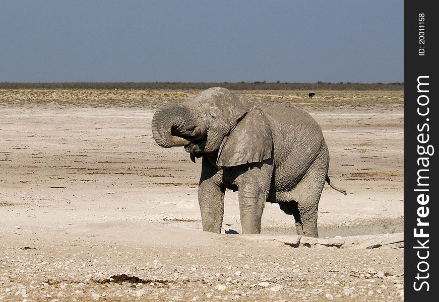 An elephant approaches a water hole in Etosha Park, Namibia. An elephant approaches a water hole in Etosha Park, Namibia.