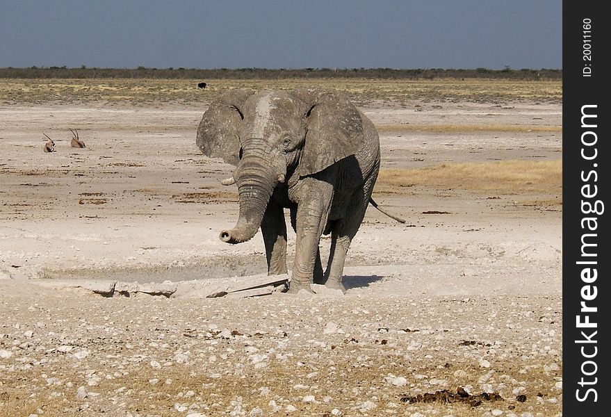 An elephant approaches a water hole in Etosha Park, Namibia. An elephant approaches a water hole in Etosha Park, Namibia.