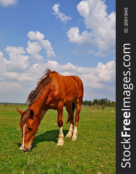 A horse on a summer pasture in a rural landscape.