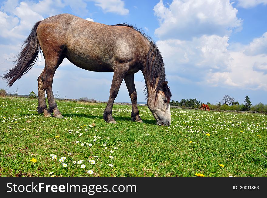 A horse on a summer pasture in a rural landscape.