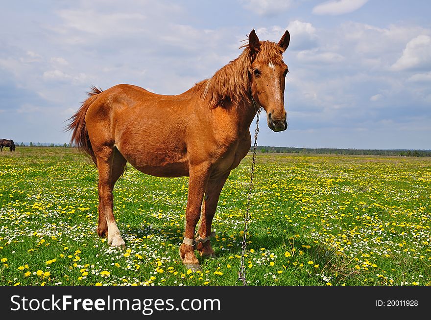 A horse on a summer pasture in a rural landscape.