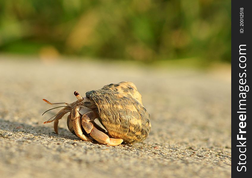 A nicely detailed photo of a hermit crab in golden evening light. A nicely detailed photo of a hermit crab in golden evening light