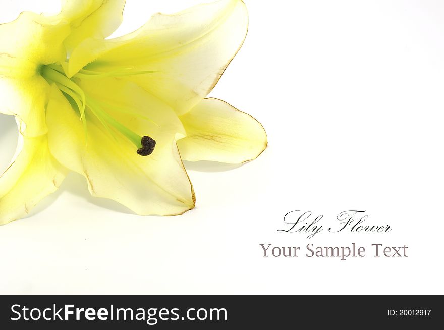 White Lily isolated on white background