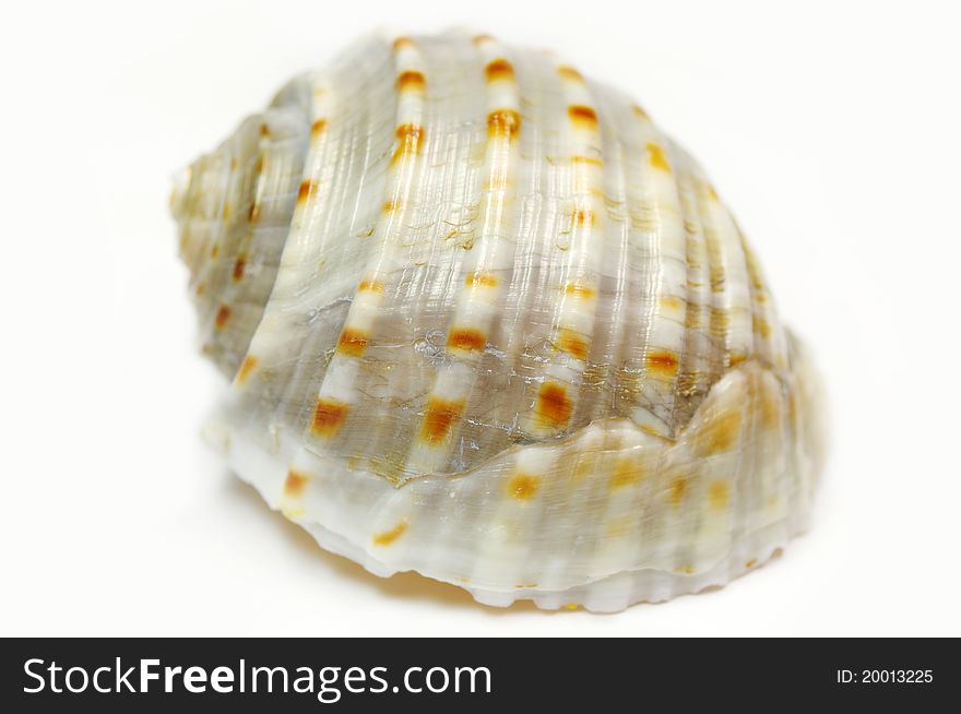 Sea shell and it texture