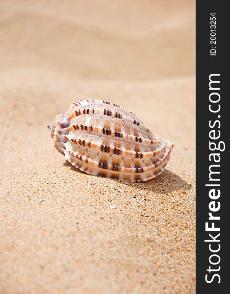 Beautiful sea shell lying on the sand