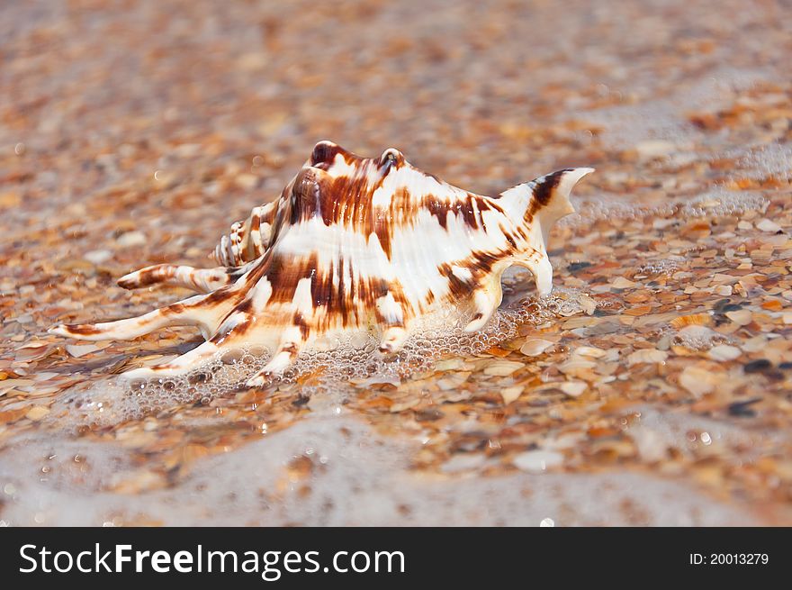 Beautiful sea shell lying on the sand