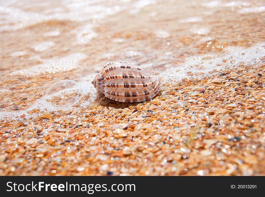 Beautiful sea shell lying on the sand