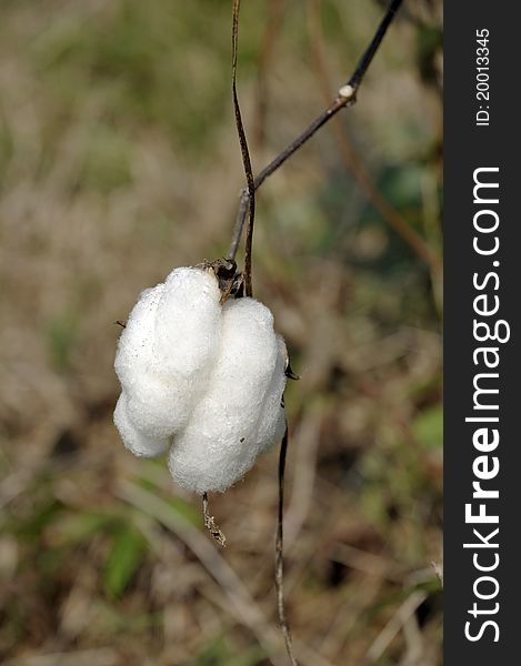 Cotton Day Field Outdoor Plant