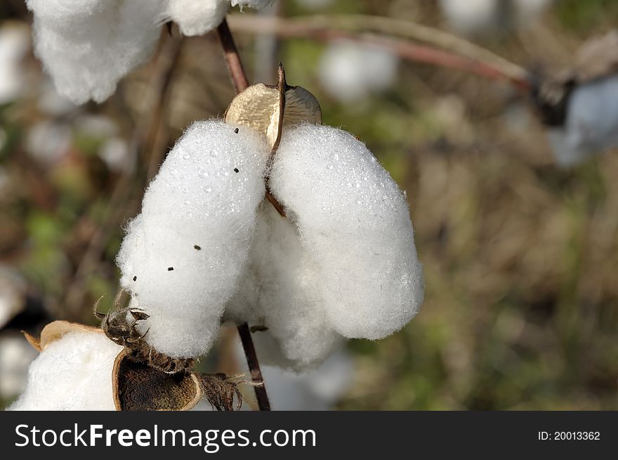 Cotton Day Outdoor Field Plant