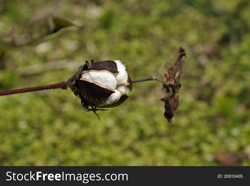 Cotton Outdoor Day Field Plant