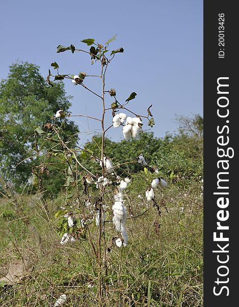 The cotton is taken from the original cotton plantation. The cotton is taken from the original cotton plantation.