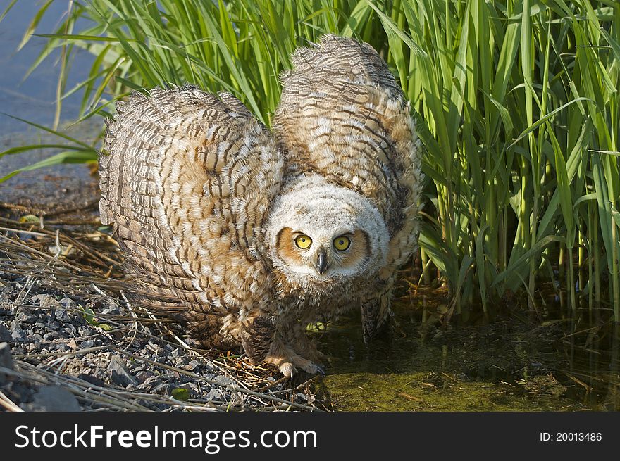 Great Horned Owlet Self Defense