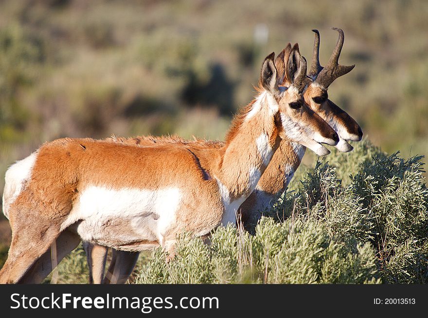 Pronghorn Antelope Eating the Sage Brush. Pronghorn Antelope Eating the Sage Brush