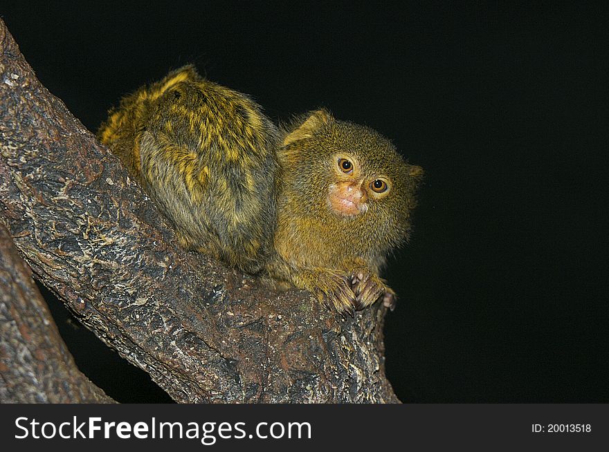 Pygmy Marmosets Cuddling in a Tree