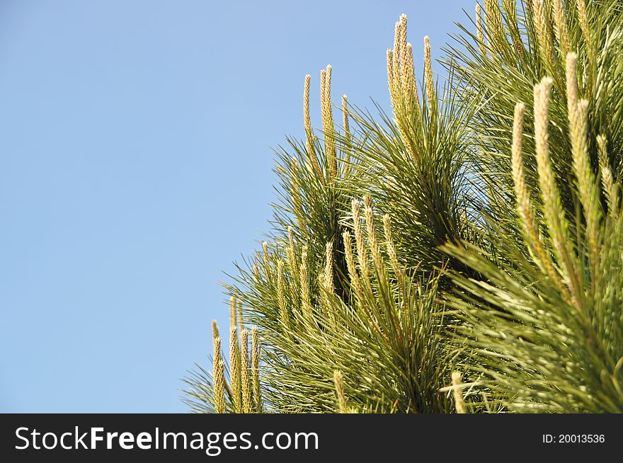 Beautiful  needle leaf pine tree