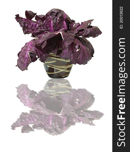 Purple cabbage, fresh vegetables, the kind found in health food.