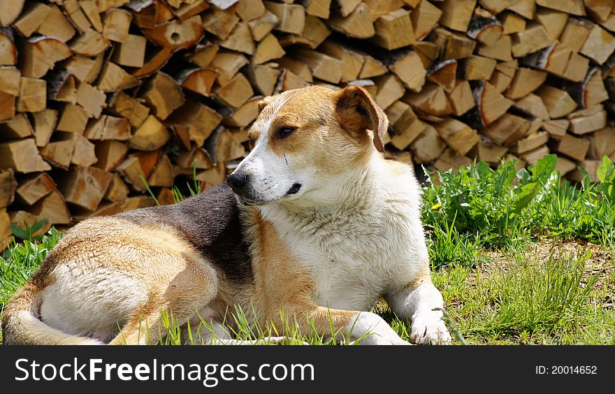 Beautiful dog lying on a grass about fire wood.