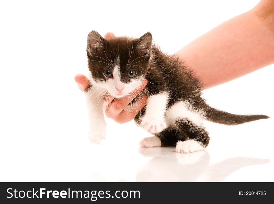 Adorable Young Cat In Woman S Hand