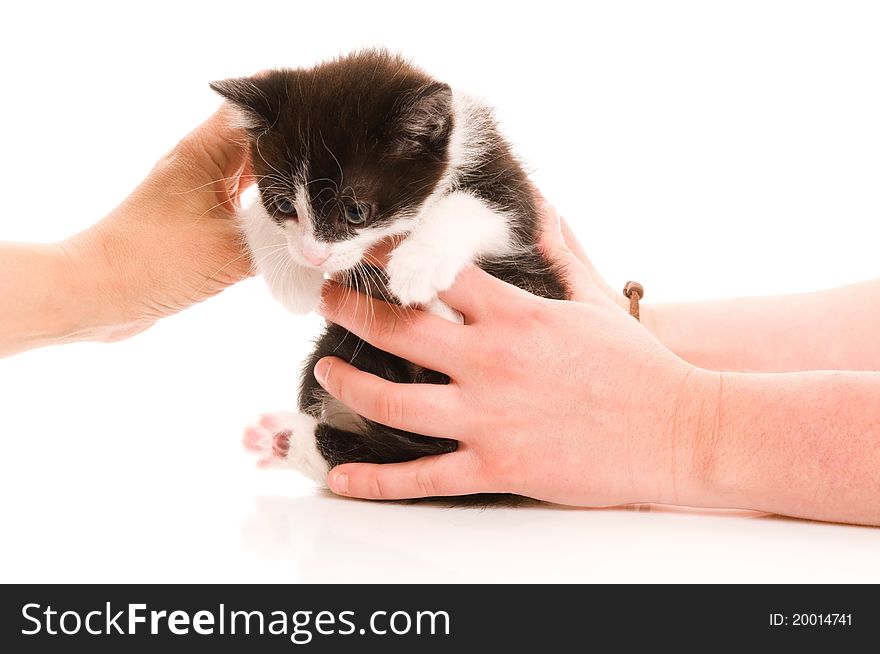 Adorable young cat in woman's hand