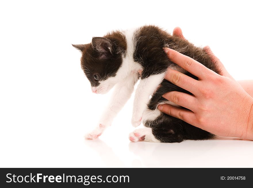 Adorable young cat in woman s hand