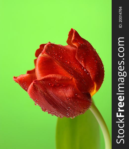 Beautiful red tulip flower