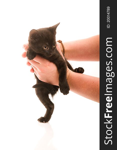 Adorable young cat in woman's hand on the white