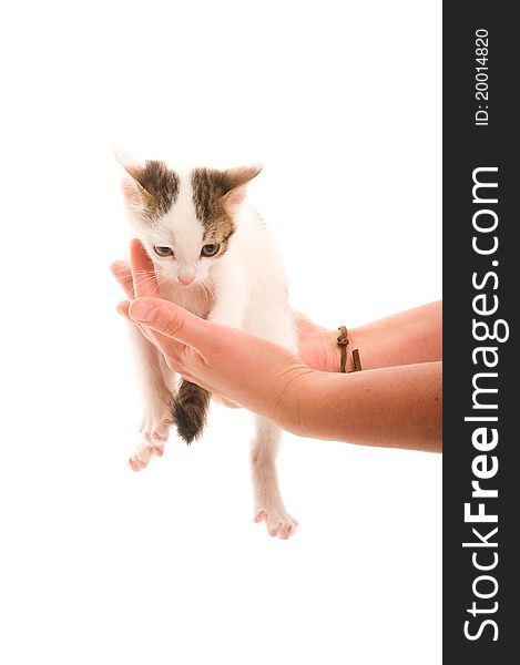 Adorable young cat in woman's hand on the white