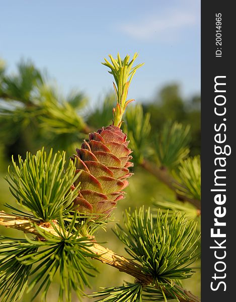 Larch strobile, hybrid tree of European and Japanese larch.