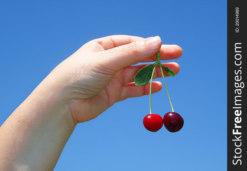 Woman's hand with cherries, harvesting