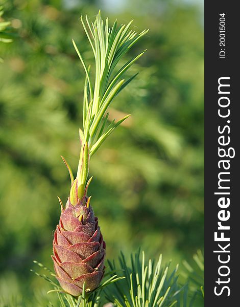 Larch strobile, hybrid tree of European and Japanese larch.