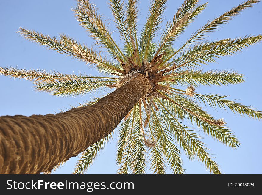 Beautiful Palm Tree Over Blue Summer Sky