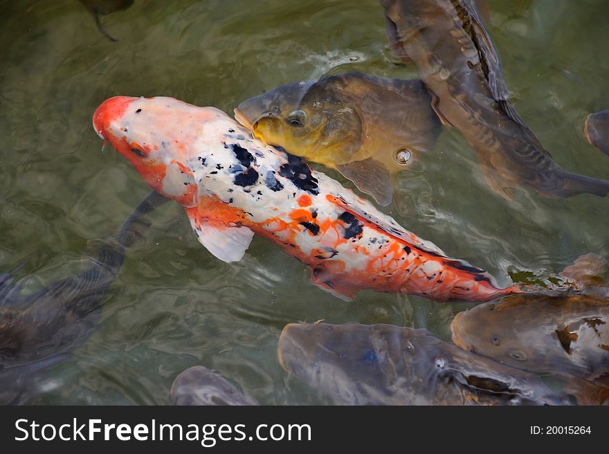 Two Colorful Koi or carp chinese fish in water in the lake
