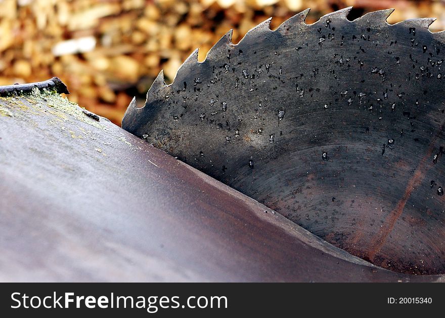 Old circular saw blade and wood logs background