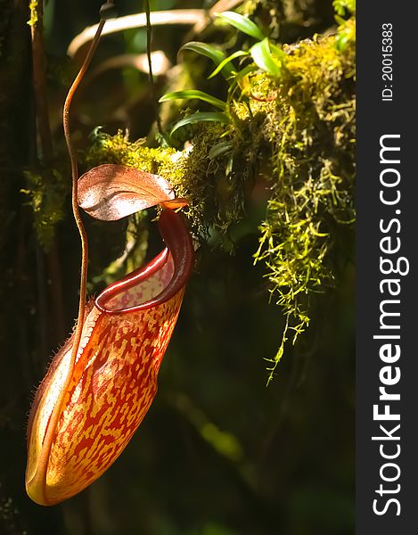 Red Nepenthes plant in asia