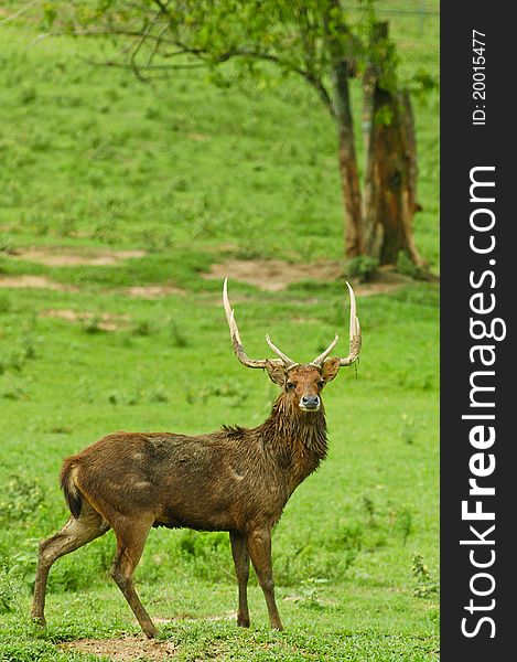 Deer with antlers in the wild