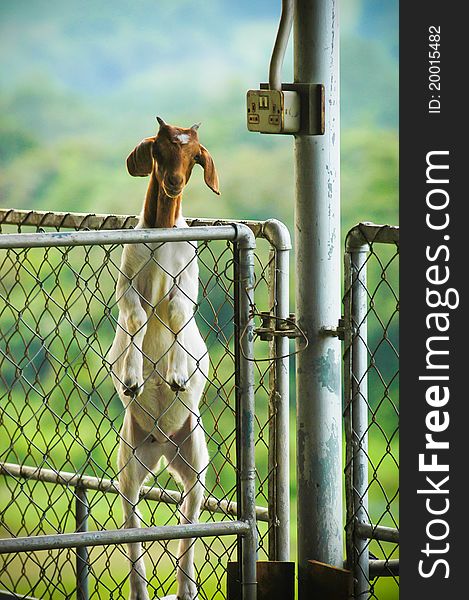 Brown headed goat standing behind wired fence door