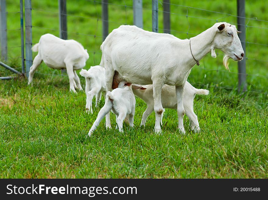 Baby Goats With Mum