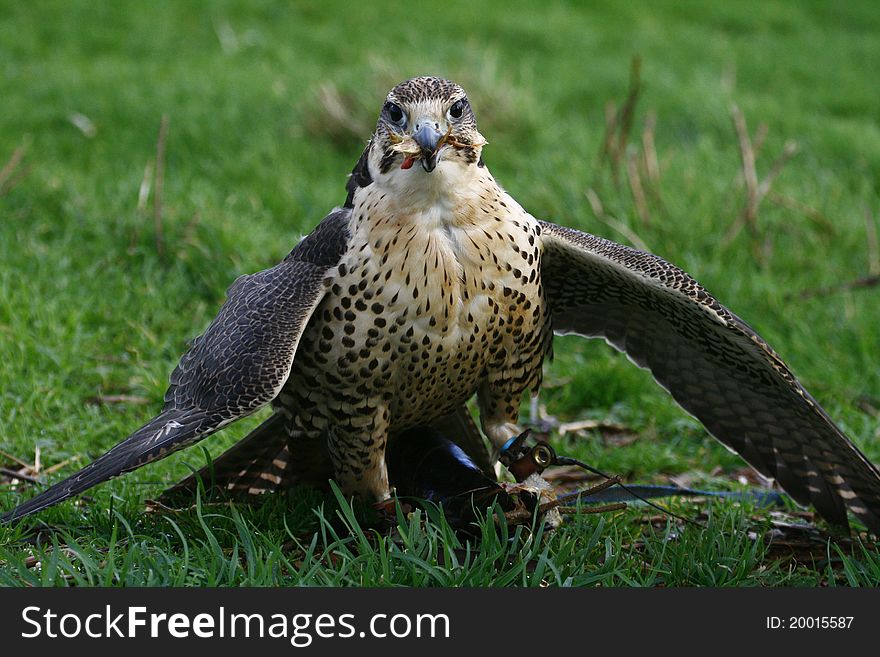 A captive falcon, bird of prey, mantling over her food, this stops other in flight birds seeing her food and stealing it from her, as her back blends well into the ground so is good camoflage. A captive falcon, bird of prey, mantling over her food, this stops other in flight birds seeing her food and stealing it from her, as her back blends well into the ground so is good camoflage.