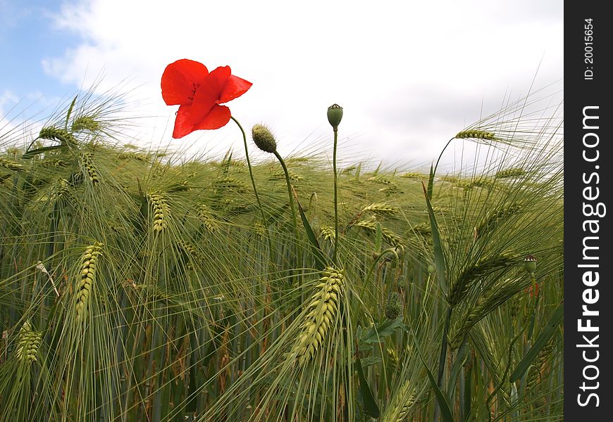 Green Barley and red field Poppy. Green Barley and red field Poppy