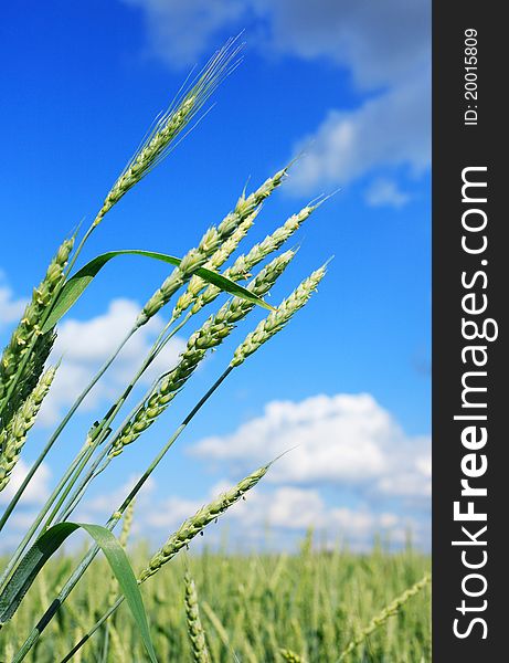 Closeup of green ears of wheat on background with meadow and blue sky. Closeup of green ears of wheat on background with meadow and blue sky