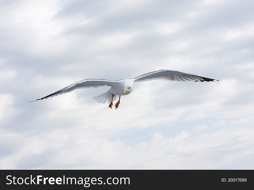 Seagull Flying Against A Blue Sky