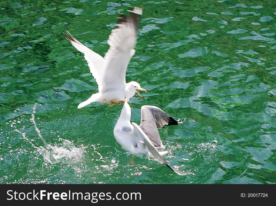 Seagull on the aegean sea, Thassos Island. Seagull on the aegean sea, Thassos Island